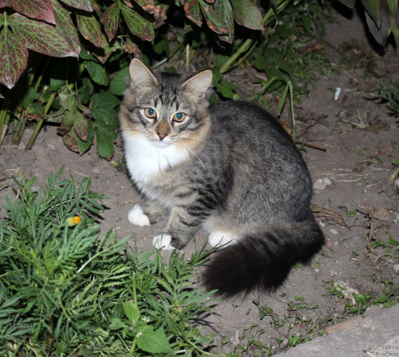 Фотография № 190116