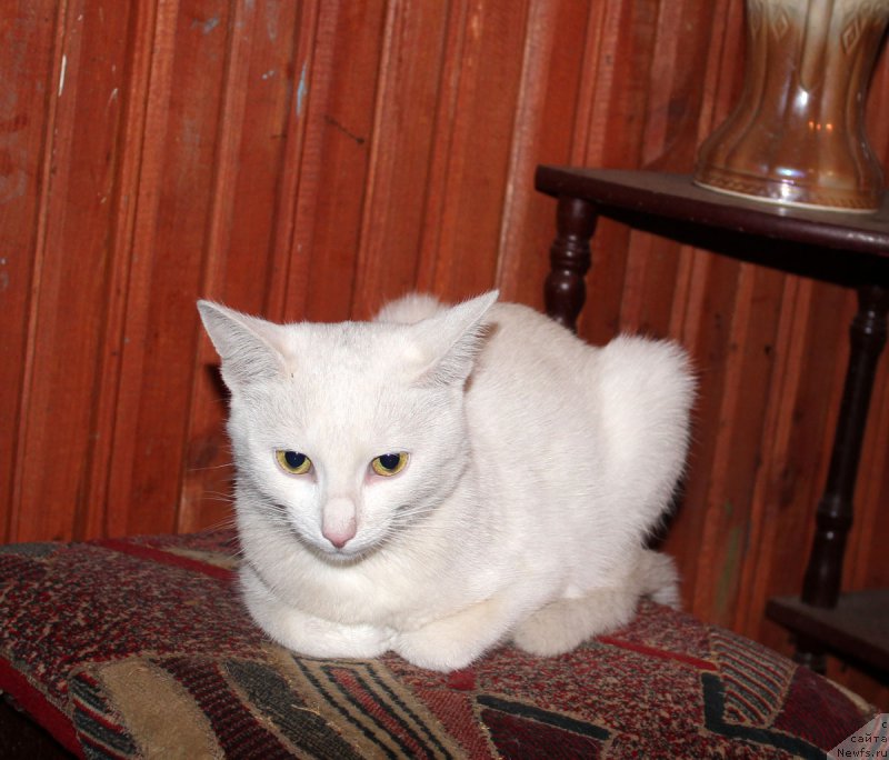 Фотография № 190117