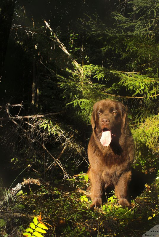 Фото: ньюфаундленд Наоми Таголири фор Браунблад (Naomi Tagoliri for Brouwnblood)
