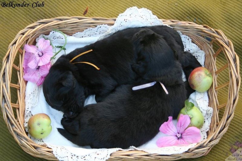 Фотография № 190126