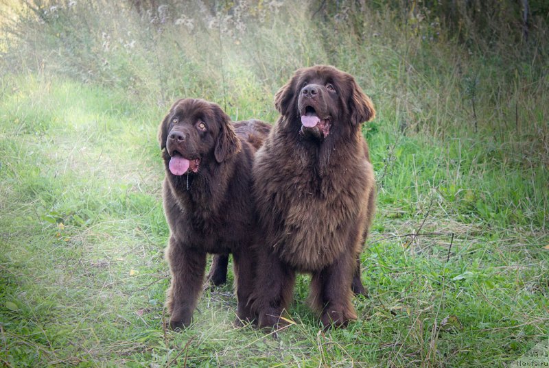 Фото: ньюфаундленд Наоми Таголири фор Браунблад (Naomi Tagoliri for Brouwnblood), ньюфаундленд Сверкающая Гора Машаме (Sverkayuzhaya Gora Mashame)