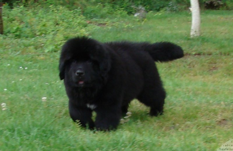 Фото: ньюфаундленд Супер Премиум Фри Винд (Super Premium Free Wind)