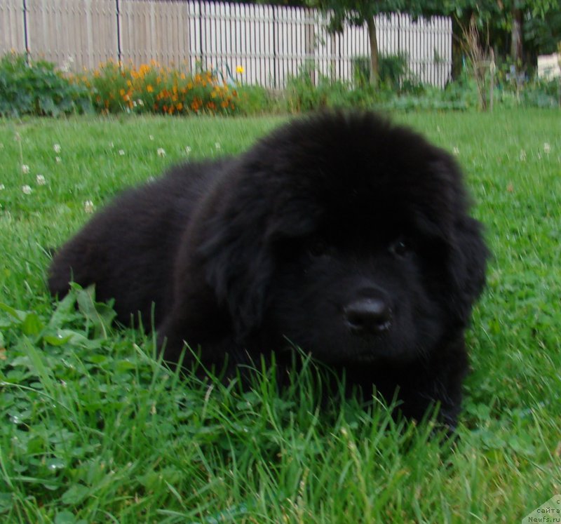 Фото: ньюфаундленд Супер Премиум Фри Винд (Super Premium Free Wind)