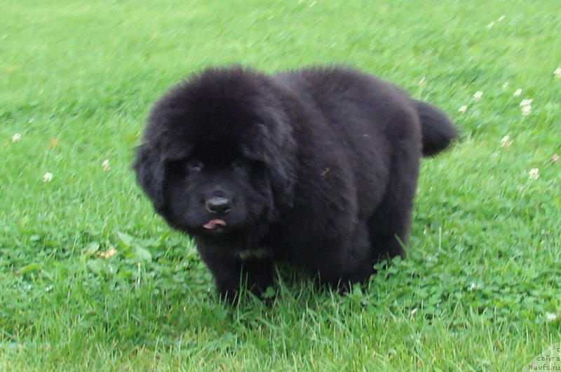 Фото: ньюфаундленд Супер Премиум Фри Винд (Super Premium Free Wind)