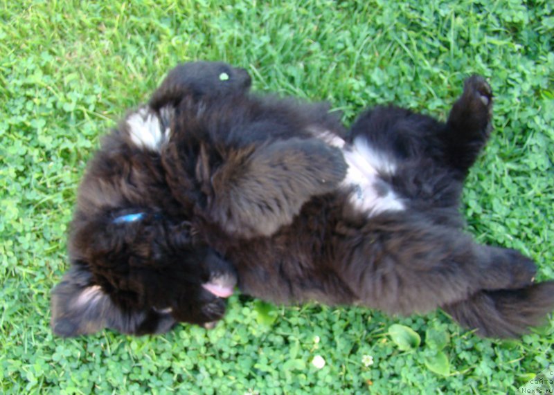 Фотография № 190156