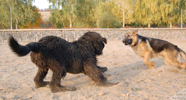 Фото: ньюфаундленд Супер Премиум Вашингтон