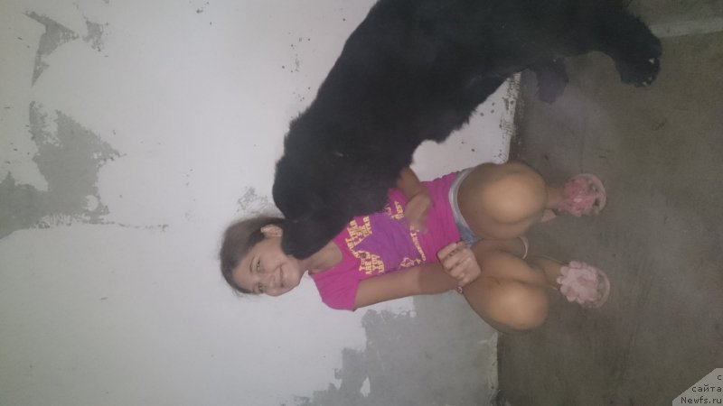 Фото: Наталия Маслова, ньюфаундленд Черный Балу Ефрем