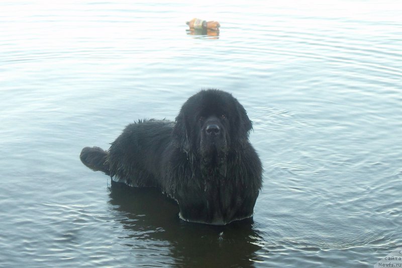 Фото: ньюфаундленд Черная Мафия Мове Уп Ин Тхе Ворлд (Chernaya Mafia Move Up In The World)