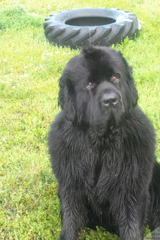 Фото: ньюфаундленд Черная Мафия Мове Уп Ин Тхе Ворлд (Chernaya Mafia Move Up In The World)