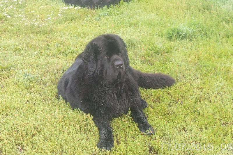 Фото: ньюфаундленд Черная Мафия Мове Уп Ин Тхе Ворлд (Chernaya Mafia Move Up In The World)