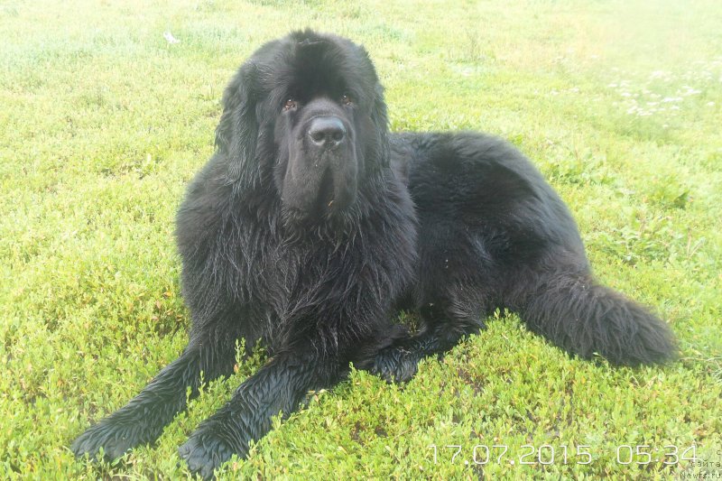 Фото: ньюфаундленд Черная Мафия Мове Уп Ин Тхе Ворлд (Chernaya Mafia Move Up In The World)