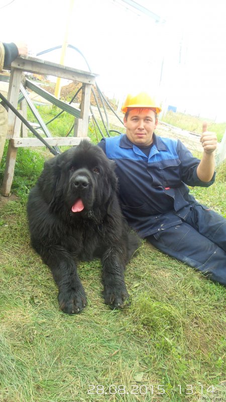 Фото: ньюфаундленд Черная Мафия Мове Уп Ин Тхе Ворлд (Chernaya Mafia Move Up In The World)