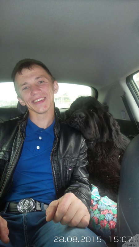 Фото: ньюфаундленд Черная Мафия Мове Уп Ин Тхе Ворлд (Chernaya Mafia Move Up In The World)