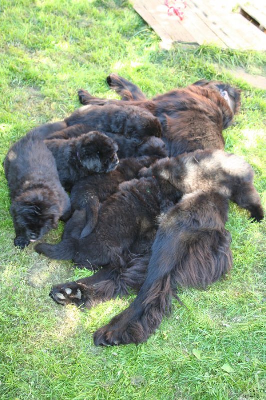 Фото: ньюфаундленд Черная Мафия Магик Тоуч (Chernaya Mafia Magic Touch)