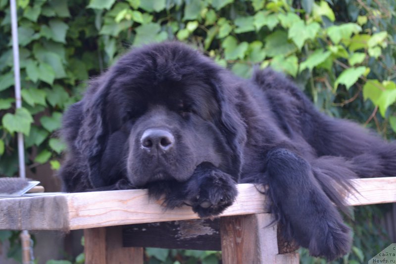 Фото: ньюфаундленд Талисман Моря Магия Волн