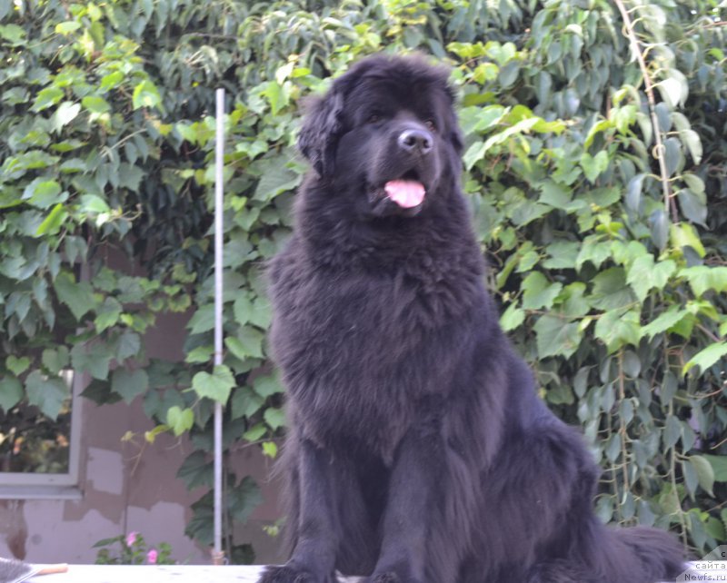 Фото: ньюфаундленд Талисман Моря Магия Волн