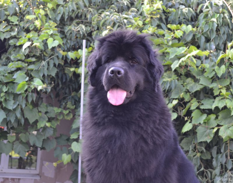 Фото: ньюфаундленд Талисман Моря Магия Волн