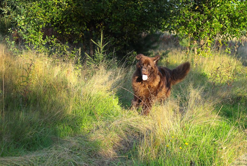 Фото: ньюфаундленд Сверкающая Гора Машаме (Sverkayuzhaya Gora Mashame)