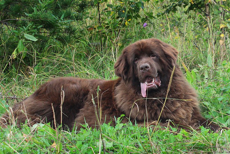 Фото: ньюфаундленд Сверкающая Гора Машаме (Sverkayuzhaya Gora Mashame)