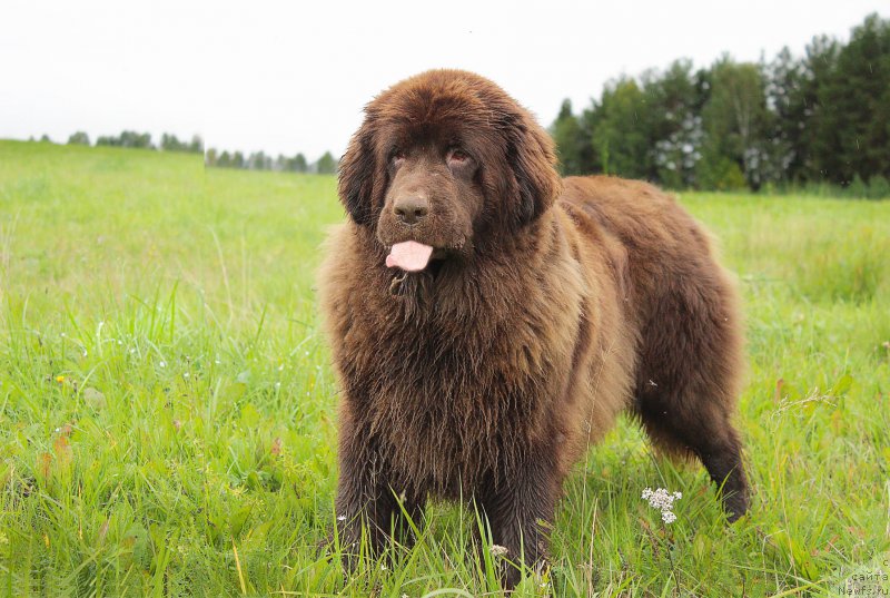 Фото: ньюфаундленд Сверкающая Гора Машаме (Sverkayuzhaya Gora Mashame)