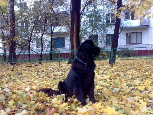 Фотография № 19021