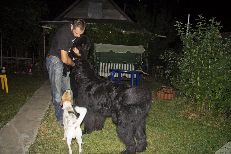 Фото: Андрей Волков, ньюфаундленд Черный Балу Жерар, ньюфаундленд Львиное Сердце