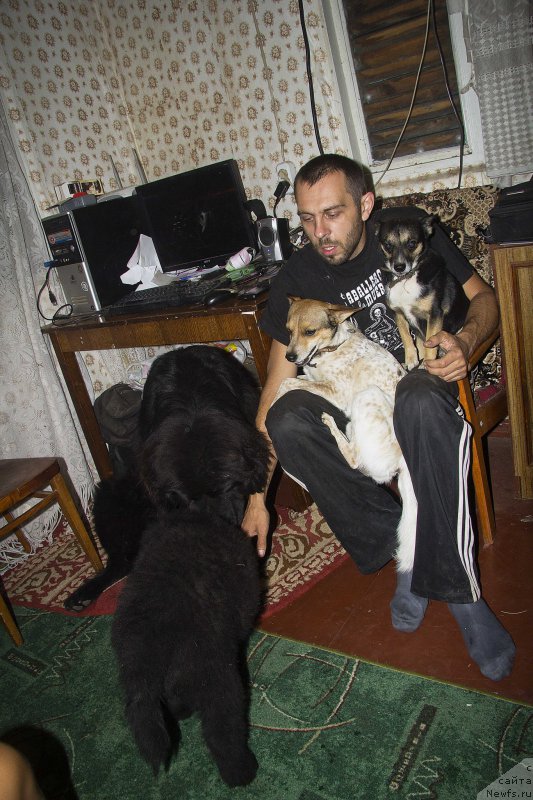 Фото: ньюфаундленд Черный Балу Добрыня, ньюфаундленд Черный Балу Жерар, Андрей Волков