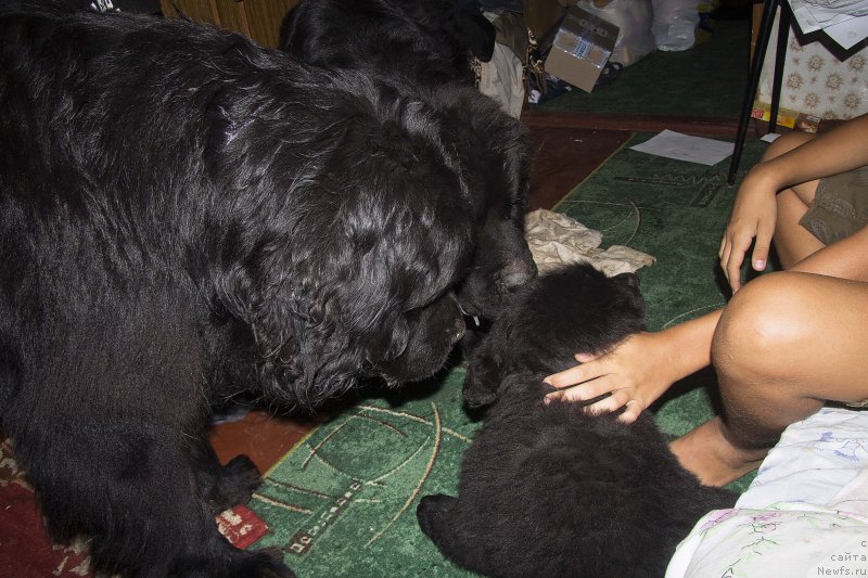 Фото: ньюфаундленд Львиное Сердце, ньюфаундленд Черный Балу Добрыня, ньюфаундленд Черный Балу Жерар