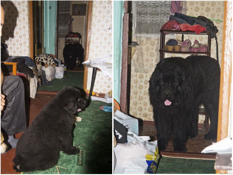 Фото: ньюфаундленд Львиное Сердце, ньюфаундленд Черный Балу Жерар