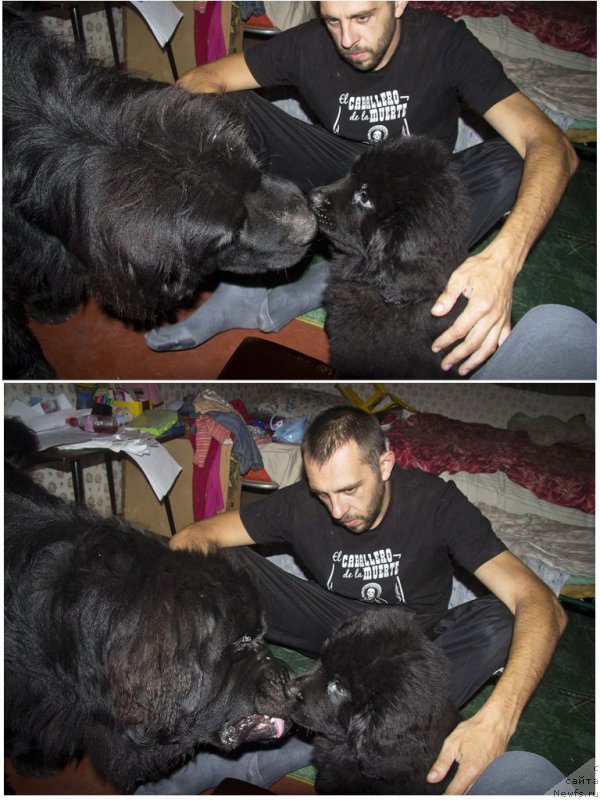 Фото: ньюфаундленд Черный Балу Добрыня, ньюфаундленд Черный Балу Жерар, Андрей Волков