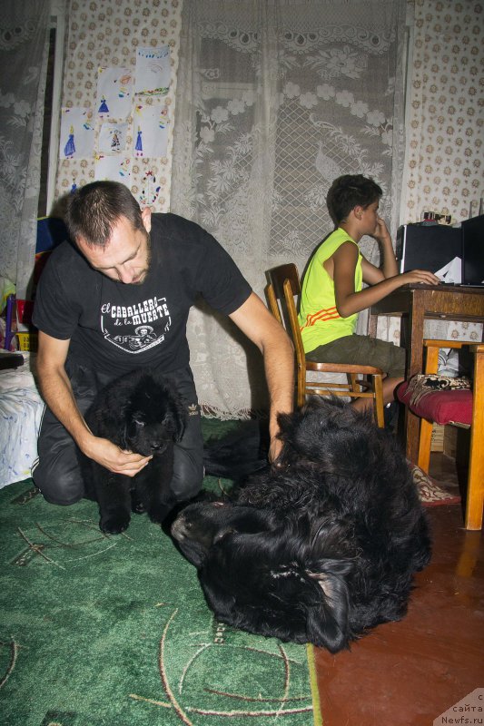 Фото: Андрей Волков, ньюфаундленд Черный Балу Жерар, ньюфаундленд Львиное Сердце