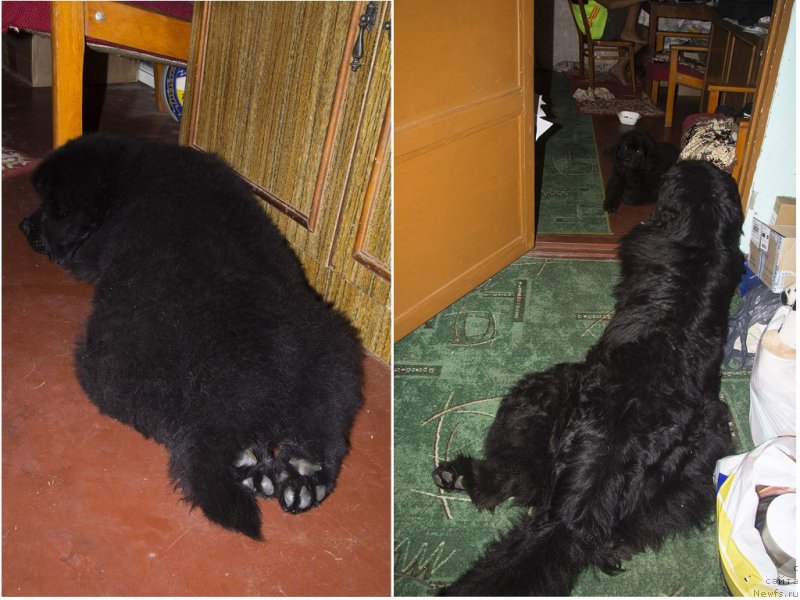 Фото: ньюфаундленд Черный Балу Жерар, ньюфаундленд Львиное Сердце