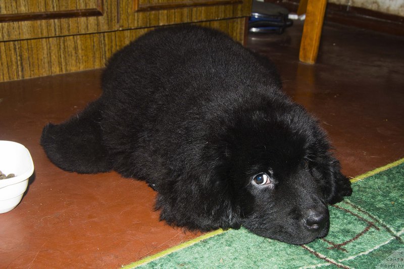 Фото: ньюфаундленд Черный Балу Жерар