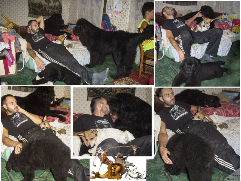 Фото: Андрей Волков, ньюфаундленд Львиное Сердце, ньюфаундленд Черный Балу Добрыня, ньюфаундленд Черный Балу Жерар