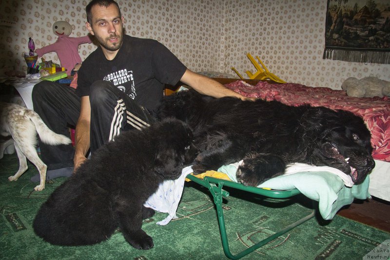 Фото: Андрей Волков, ньюфаундленд Львиное Сердце, ньюфаундленд Черный Балу Жерар