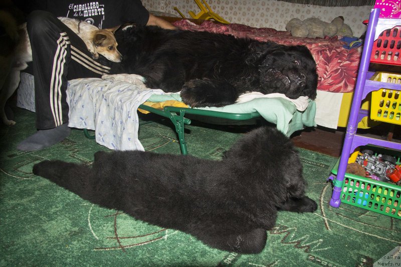 Фото: ньюфаундленд Львиное Сердце, ньюфаундленд Черный Балу Жерар