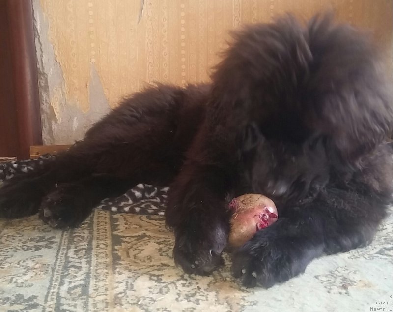 Фото: ньюфаундленд Ньюфорт Дивная Диана, ньюфаундленд Ньюфорт Дивная Диана