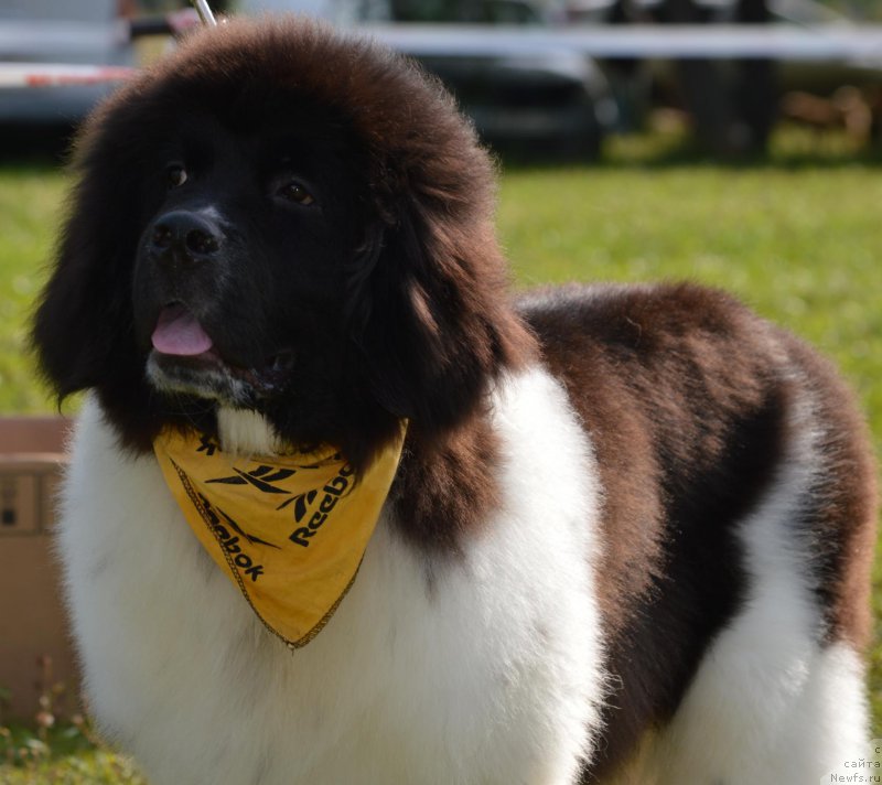 Фото: ньюфаундленд Гордон Инг'л Перикльз фром Рашн Беар