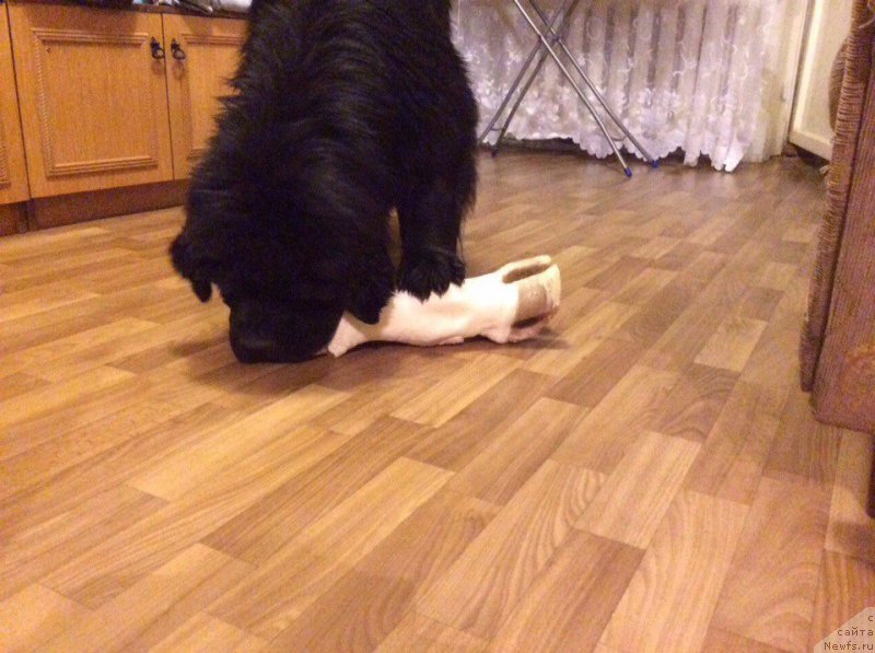 Фото: ньюфаундленд Басня с Берега Дона (Basnja s Berega Dona)