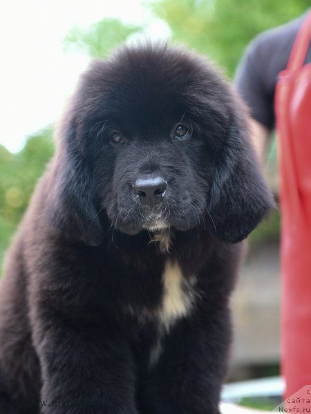 Фотография № 190234