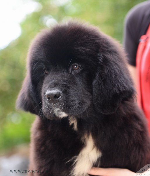 Фотография № 190235