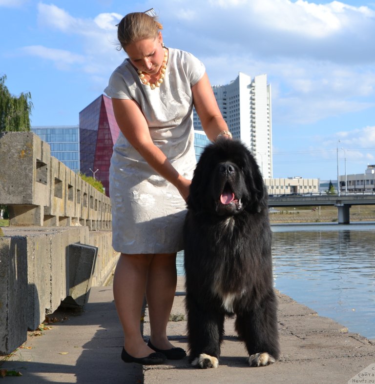 Фото: ньюфаундленд Promise To Love Midnight Bear