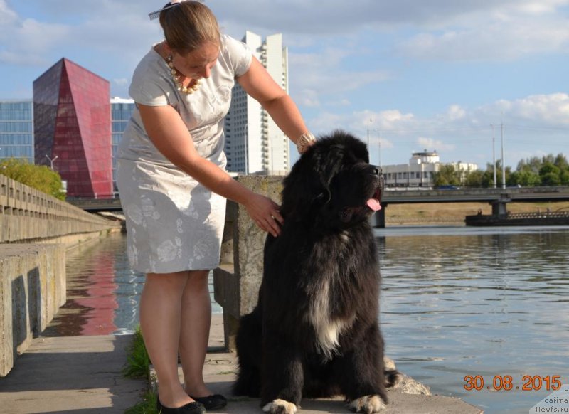 Фото: ньюфаундленд Promise To Love Midnight Bear