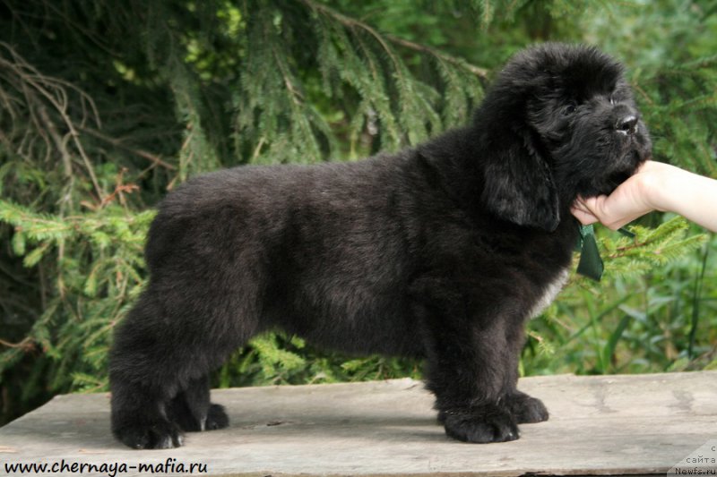Фото: ньюфаундленд Черная Мафия Аттрактиве Повер (Chernaya Mafia Attractive Power)