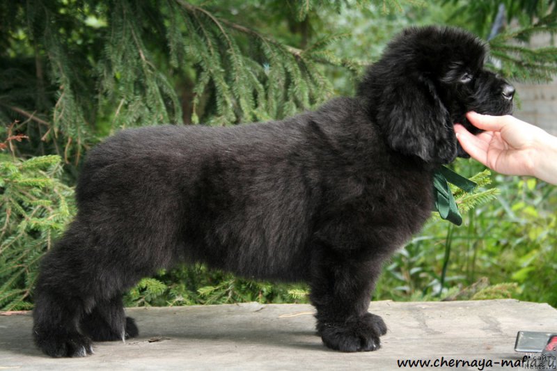Фото: ньюфаундленд Черная Мафия Аттрактиве Повер (Chernaya Mafia Attractive Power)