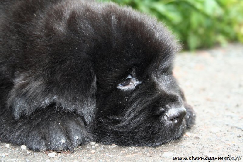Фото: ньюфаундленд Черная Мафия Аттрактиве Повер (Chernaya Mafia Attractive Power)