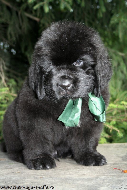 Фото: ньюфаундленд Черная Мафия Аттрактиве Повер (Chernaya Mafia Attractive Power)
