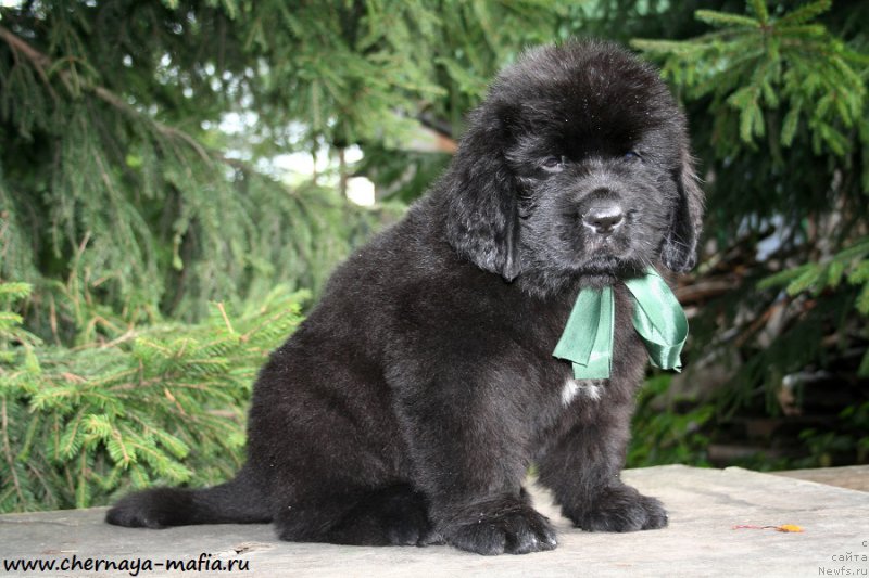 Фото: ньюфаундленд Черная Мафия Аттрактиве Повер (Chernaya Mafia Attractive Power)