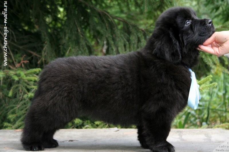 Фото: ньюфаундленд Черная Мафия Абове анд Беуонд (Chernaya Mafia Above and Beyond)