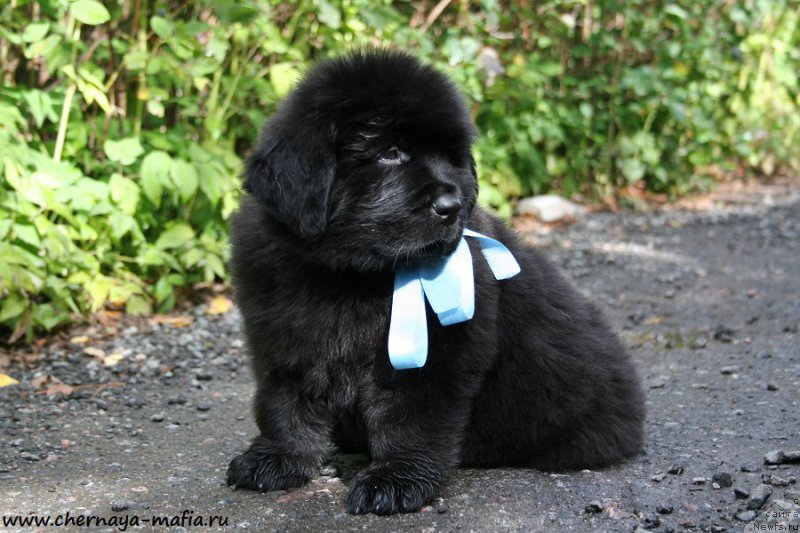 Фото: ньюфаундленд Черная Мафия Абове анд Беуонд (Chernaya Mafia Above and Beyond)